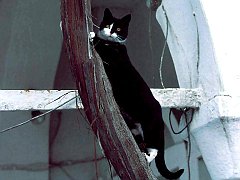 Gatti (214)